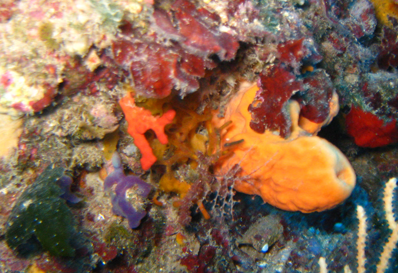 Spugne di Portofino: Agelas oroides (Schmidt, 1864)